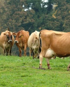 Buy JERSEY DIARY CATTLE online